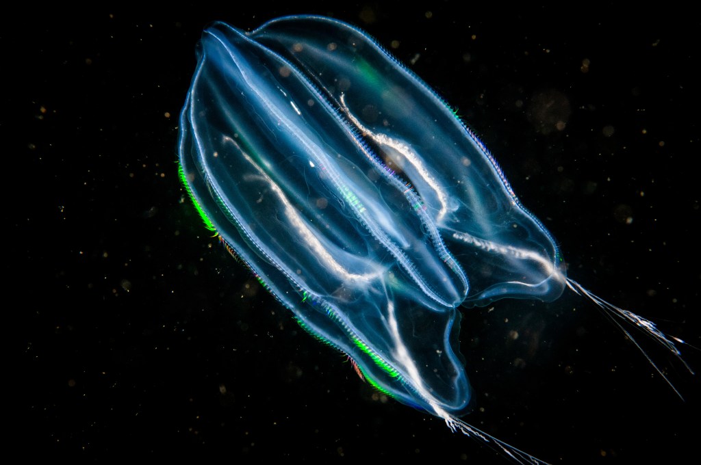 Comb jelly that moves underwater in St. Lawrence River in Canada